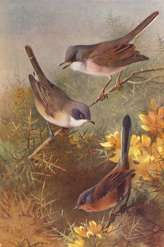 Bělořit šedý, bělořit malý, pěnice černohlavá (barevná litografie) od Archibald Thorburn