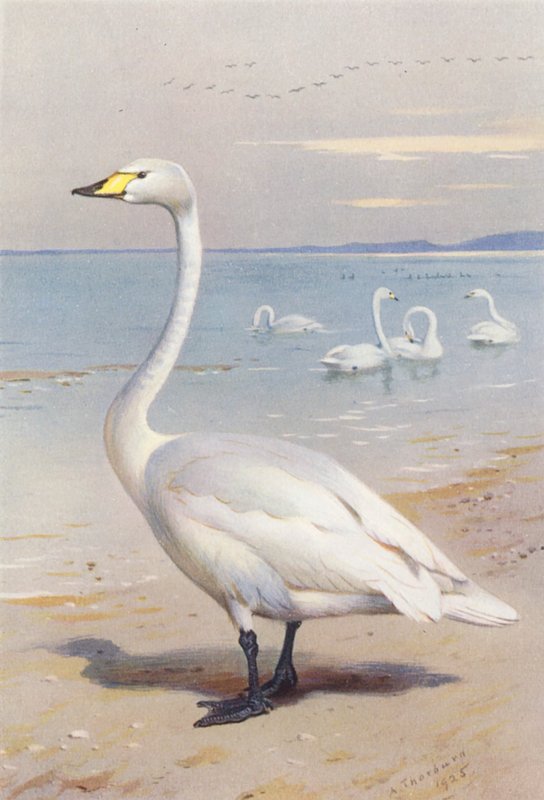 Labuť velká (barevná litografie) od Archibald Thorburn