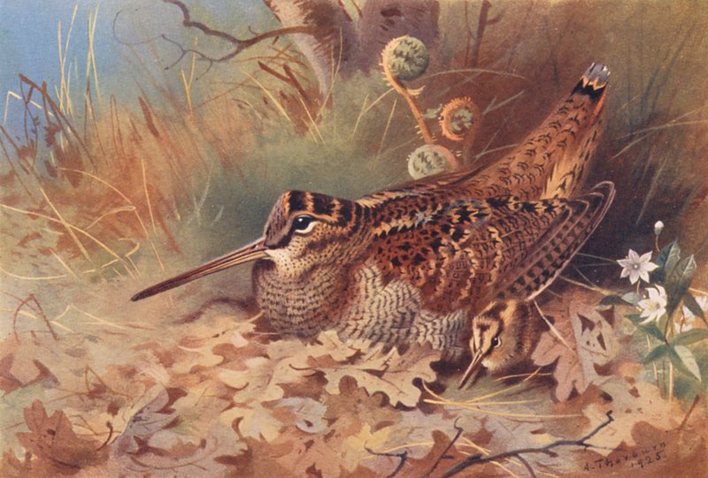 Pěnkava obecná (barevná litografie) od Archibald Thorburn