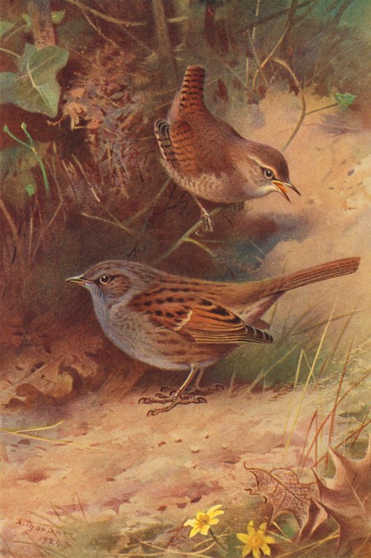 Wren, Hedge-Sparrow (barevná litografie) od Archibald Thorburn