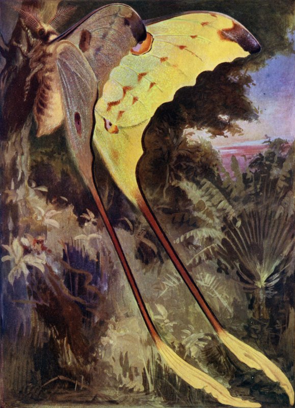 Obří můra z Madagaskaru od Arthur Twidle