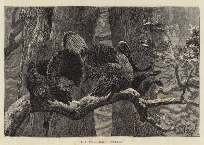 Vítězné krůty od Arthur Boyd Houghton