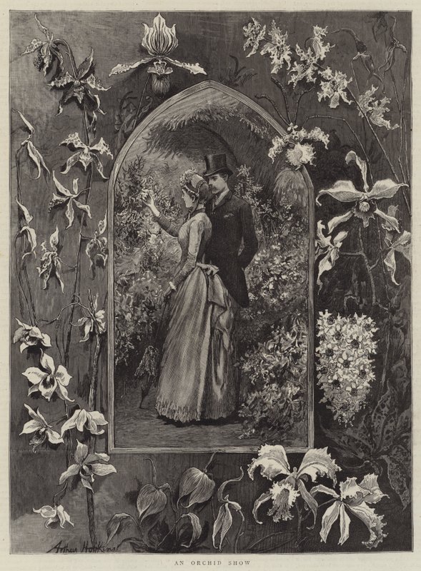 Výstava orchidejí od Arthur Hopkins