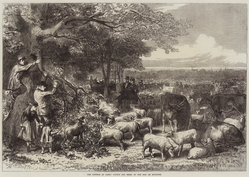 Obrana Paříže, skotu a ovcí v Bois de Boulogne od Arthur Hopkins