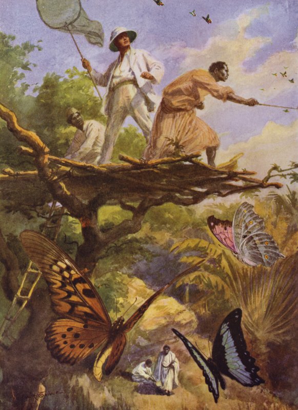 Krásní motýli: Chytání Urania Rhiphoeus na Madagaskaru (barva litho) od Arthur Twidle