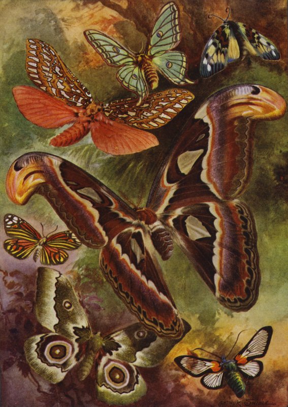 Krásní motýli: Velký atlas a různé můry (barva litho) od Arthur Twidle