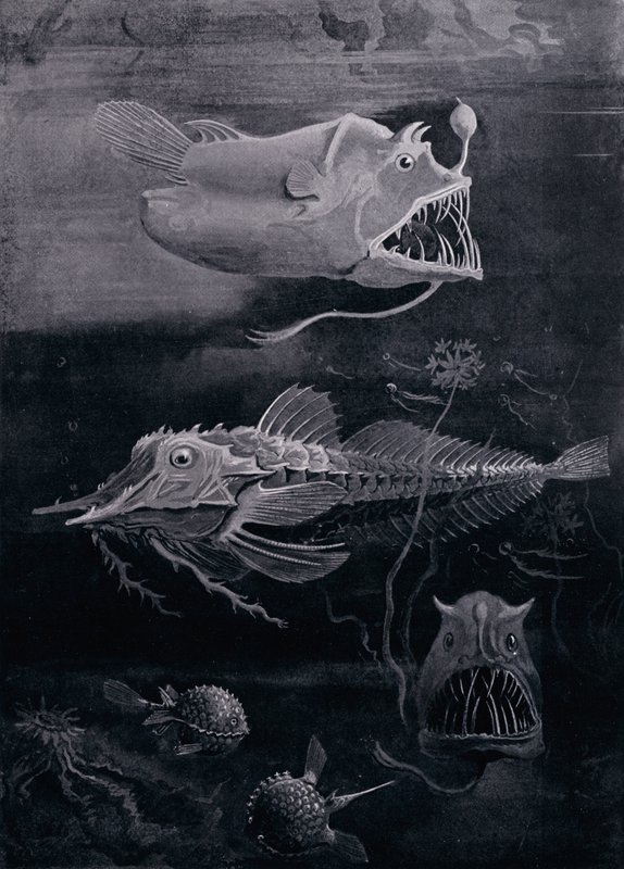 Hlubinné ryby od Arthur Twidle