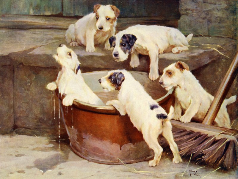 The Order of the Bath - mytí štěňat od Arthur Twidle