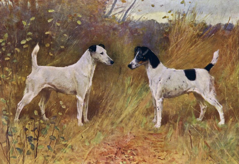Rival Beauties, šampionka Donna Fortuna a šampionka vévodkyně z Durhamu (barevné lito) od Arthur Wardle
