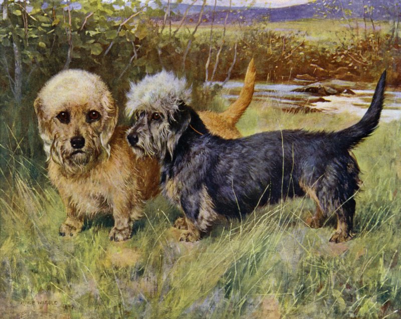 Dandie Dinmont teriéři, Ch Blacket House Yet, Mustard a Ch Ancrum Fanny, Pepper (barva lito) od Arthur Wardle