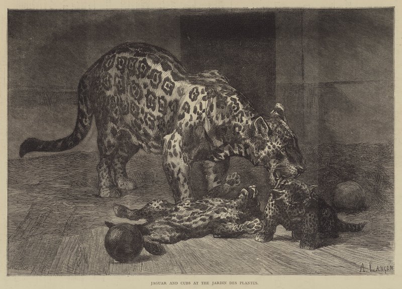 Jaguár a mláďata v Jardin des Plantes od Auguste Andre Lancon