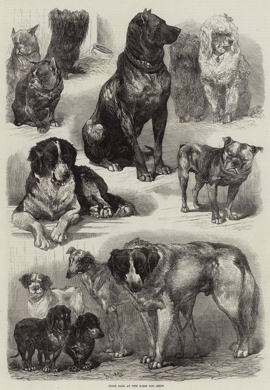 Ocenění psů na pařížské výstavě psů od Auguste Andre Lancon