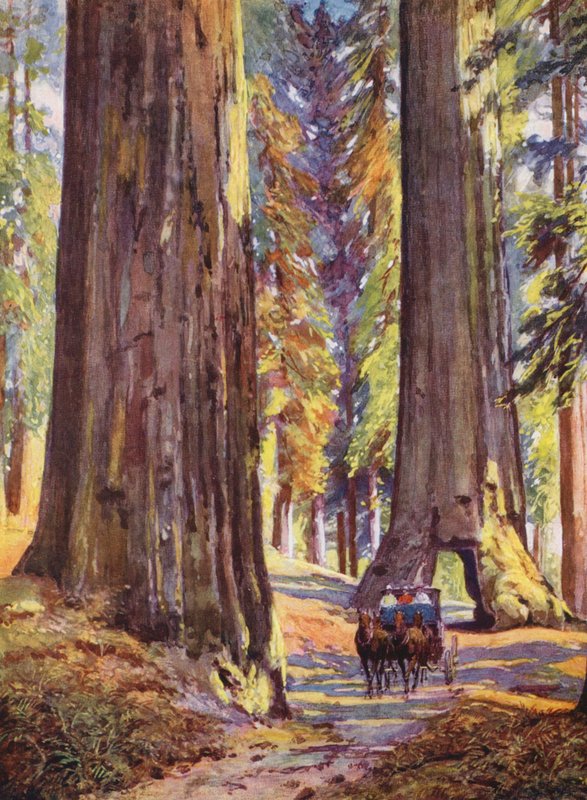 Obří stromy v Kalifornii, USA (barevná litografie) od Auguste Gerardin