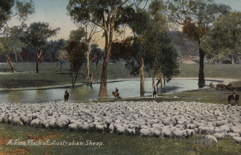 Skvělé stádo australských ovcí od Australian Photographer