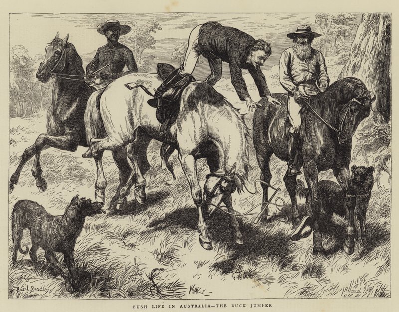 Bush Life v Austrálii, Buck Jumper od Basil Bradley