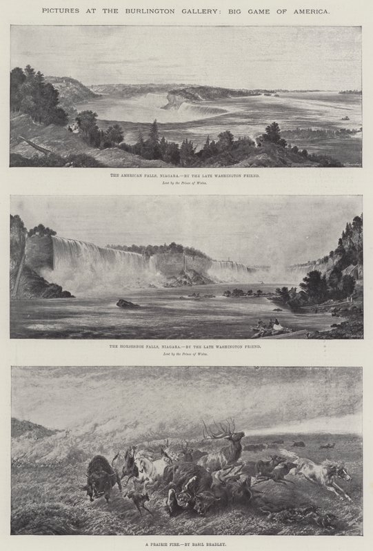 Obrázky v Burlington Gallery, Big Game of America od Basil Bradley