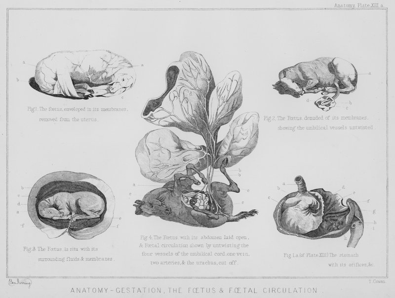 Anatomie, gestace, plod a fetální oběh (litho) od Benjamin Herring
