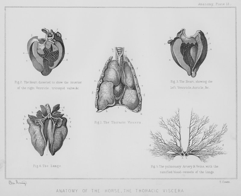 Anatomie koně, hrudní vnitřnosti (litho) od Benjamin Herring