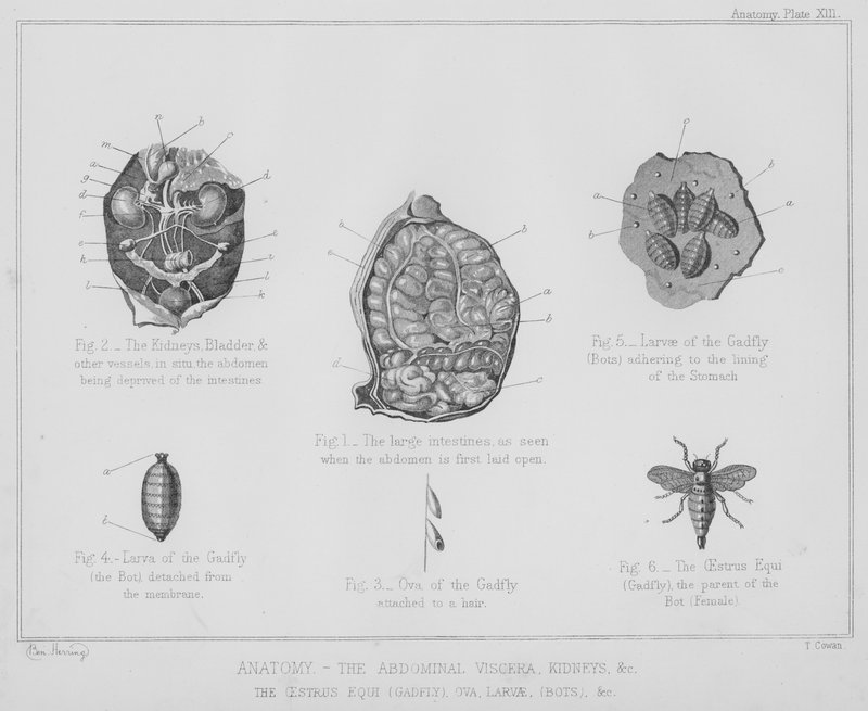 Anatomie, břišní vnitřnosti, ledviny atd., estrus equi, gadfly, vajíčka, larvy, boti atd. (litho) od Benjamin Herring