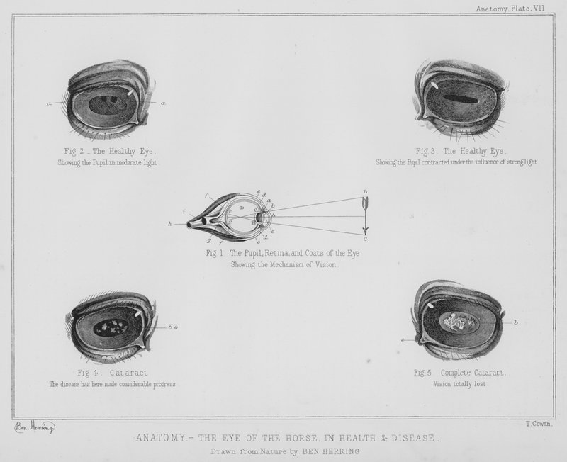 Anatomie, oko koně, ve zdraví a nemoci (litho) od Benjamin Herring
