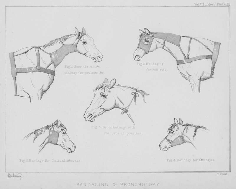 Bandážování a bronchotomie (litho) od Benjamin Herring