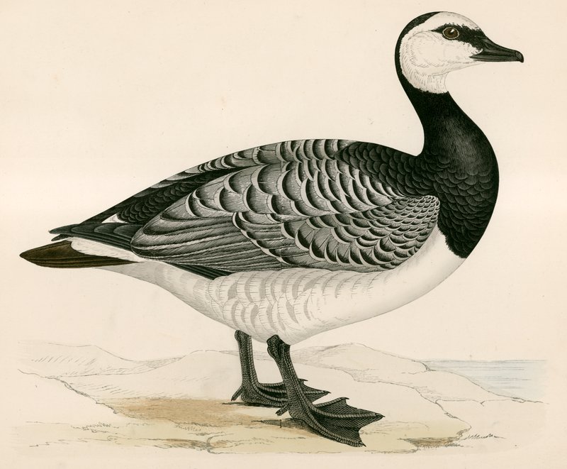 Bernicle Husa od Beverley R. Morris