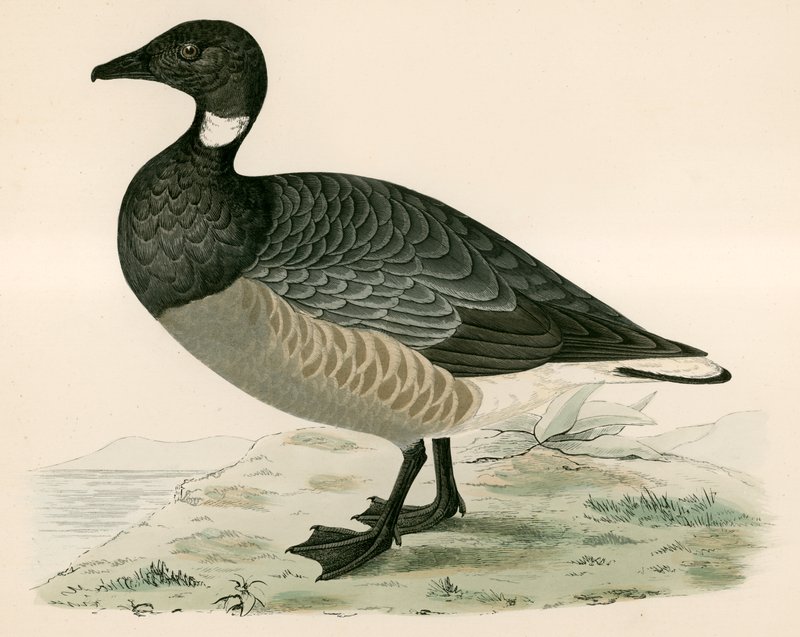 Brent Goose od Beverley R. Morris