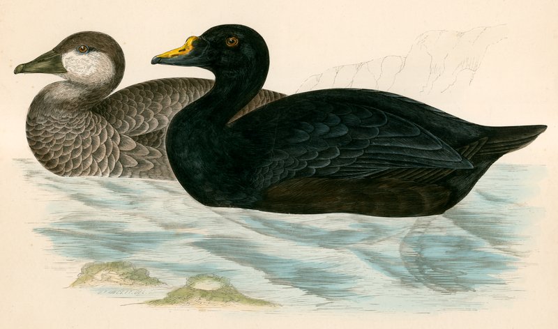 Scoter obecný od Beverley R. Morris
