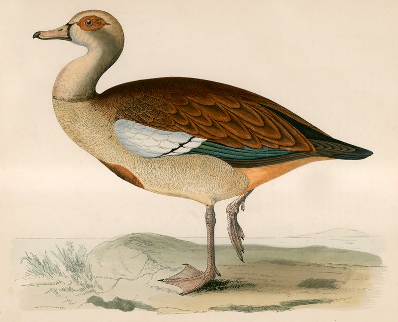 Egyptská husa od Beverley R. Morris