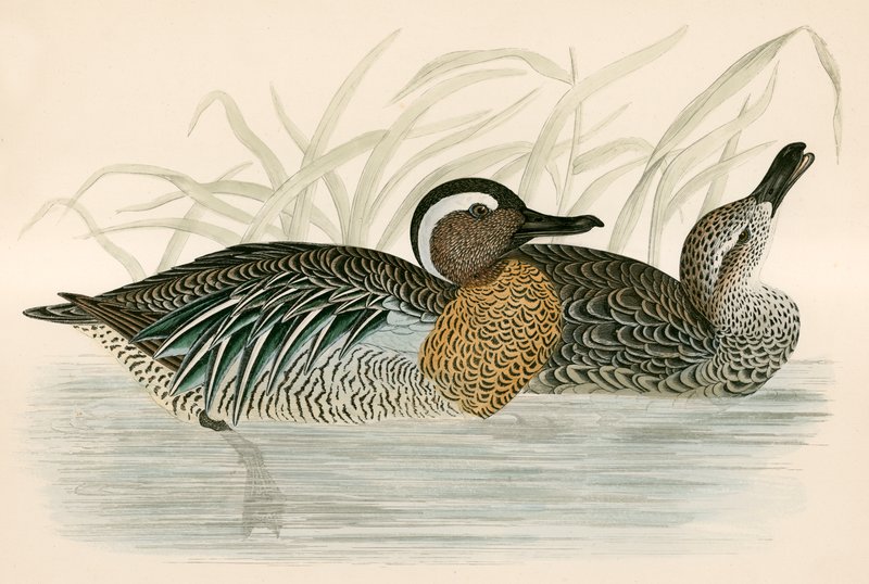 Garganey Teal od Beverley R. Morris