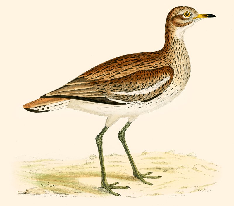 Kulík velký od Beverley R. Morris