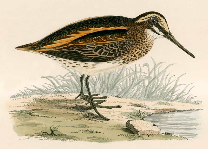 Jack Snipe od Beverley R. Morris