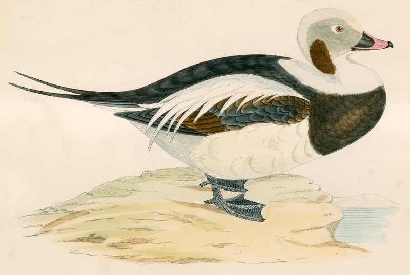 Dlouhoocasá kachna od Beverley R. Morris