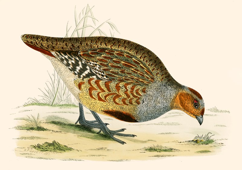 Partridge od Beverley R. Morris