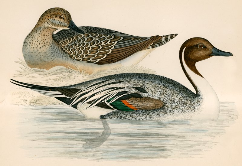 Pintail Duck od Beverley R. Morris