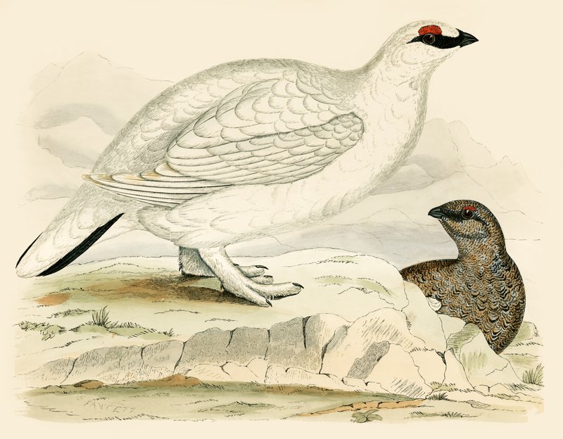 Ptarmigan od Beverley R. Morris
