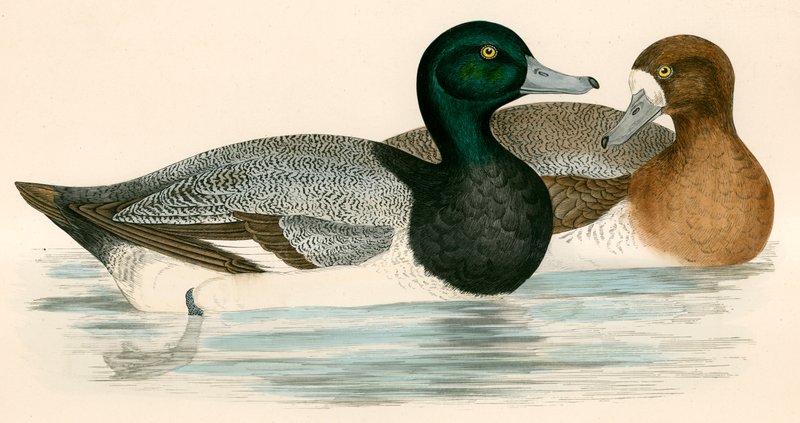 Scaup Duck od Beverley R. Morris