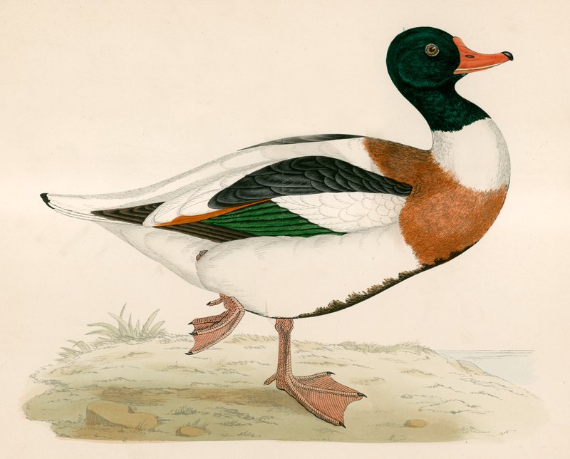 Štítový drak od Beverley R. Morris