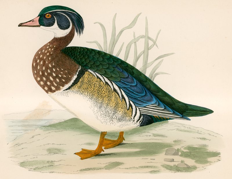 Letní kachna od Beverley R. Morris