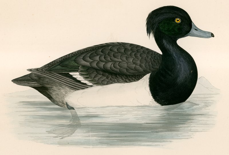 Tupovaná kachna od Beverley R. Morris
