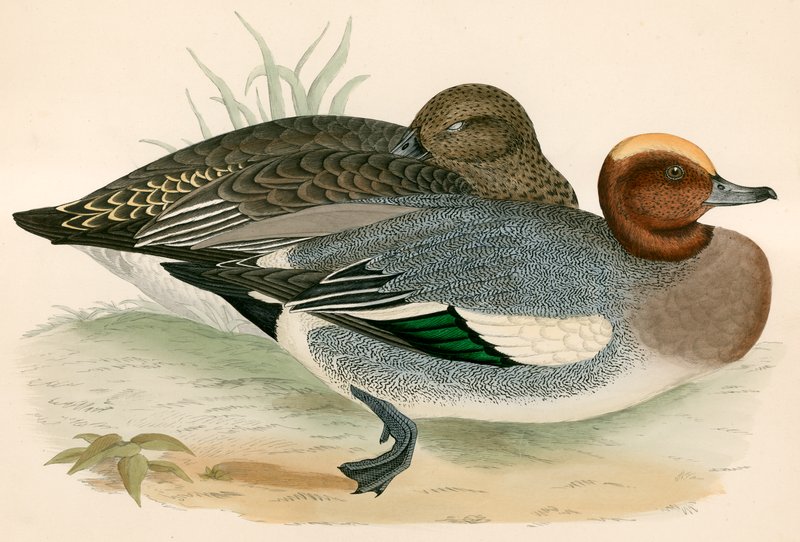 Wigeon od Beverley R. Morris