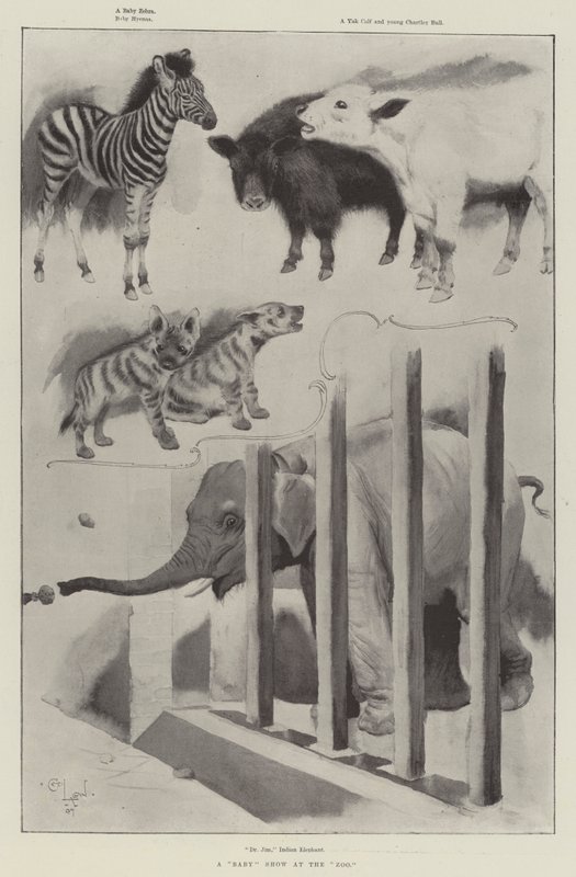 Baby Show v ZOO od Cecil Charles Windsor Aldin