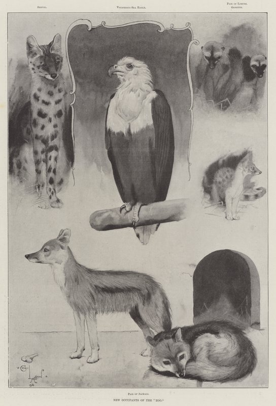 Noví obyvatelé zoo od Cecil Charles Windsor Aldin