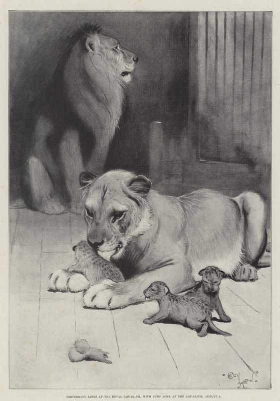 Vystoupení lvů v Královském akváriu s mláďaty narozenými v akváriu, 6. srpna. od Cecil Charles Windsor Aldin