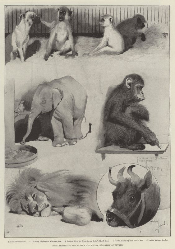 Někteří členové zvěřince Barnum a Bailey v Olympii od Cecil Charles Windsor Aldin