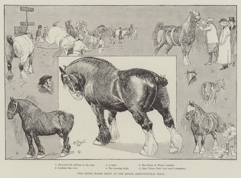 Shire Horse Show v Royal Agricultural Hall od Cecil Charles Windsor Aldin