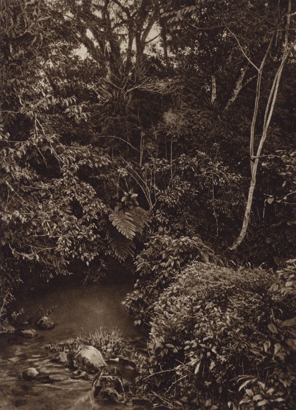 Mexiko: Les u Miradoru, Panorama panenského lesa (č/b foto) od Cecile Seler Sachs