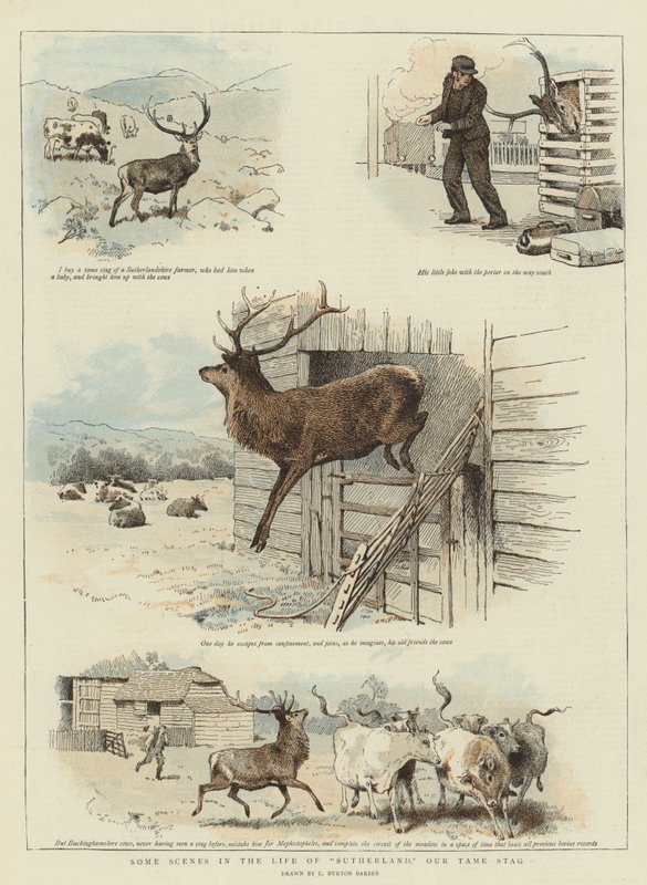 Některé scény ze života Sutherlanda, našeho krotkého jelena (chromolitho) od Charles Burton