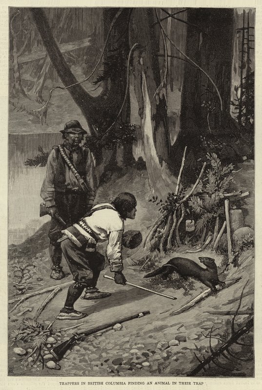 Trapeři v Britské Kolumbii našli zvíře v pasti od Charles Edwin Fripp