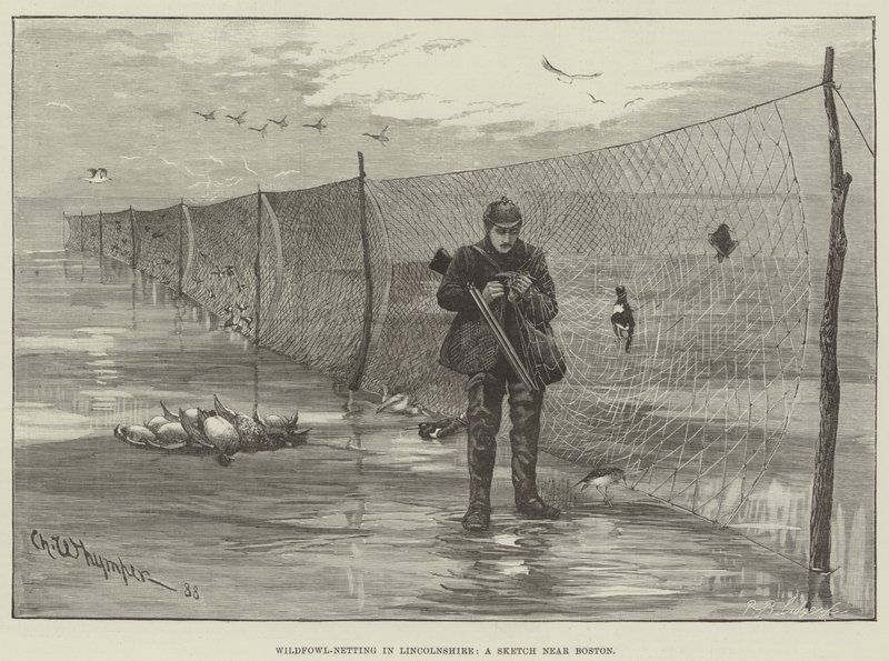 Wildfowl-Netting v Lincolnshire, skica poblíž Bostonu od Charles Whymper
